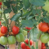 Velikosvetsky paradajz: recenzije, fotografije, produktivnost